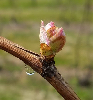 Concord and Niagara buds are bursting open